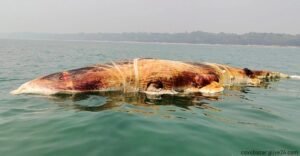 পুঁতে রাখা হলো সেই মৃত তিমি বালিয়াড়িতেই 