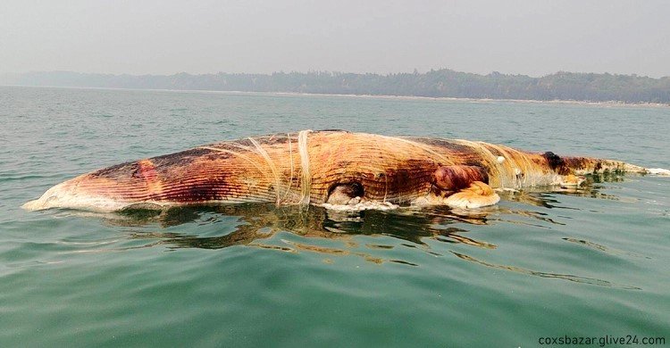পুঁতে রাখা হলো সেই মৃত তিমি বালিয়াড়িতেই